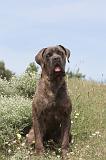 CANE CORSO 051